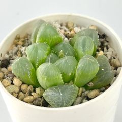 【多肉植物】ハオルチア・マスカット　Haworthia obtusa 'Muscat'