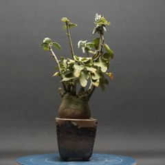 "Adenia spinosa" アデニア スピノーサ 管理2247