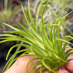 綺麗な斑入＊ ホワイト率多め＊ 特大＊ チランジア イオナンタ ヴァリエガータ (バリエガータ)  Tillandsia ionantha Variegata＊エアプランツ＠フラワーショップ江口