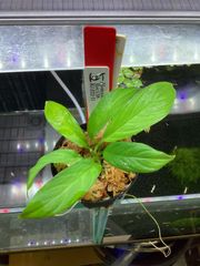 Homalomena Rec138 K0222-f1