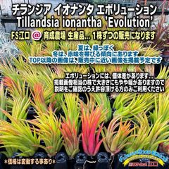 Tillandsia生産農場参考画像販売＊温暖期グリーン＊冬期紅葉気味＊(約)φ2×5cm前後程度の小さめ1株498円＊チランジア イオナンタ エボリューション Tillandsia ionantha 'Evolution'＊エアプランツ＠フラワーショップ江口