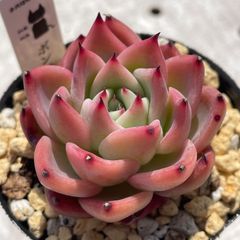ボンファイア　多肉植物　エケベリア　韓国苗