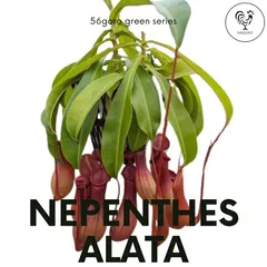 あびんこ　食虫植物　2点　送料無料　メルカリ便 2025年最新】レア希少食虫植物の人気アイテム - メルカリ