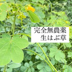 完全無農薬、エビスグサ　はぶ茶　注文いただいてから収穫◎
