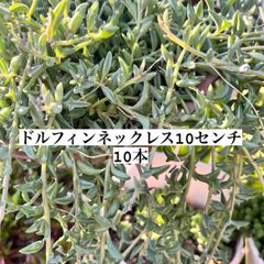 多肉植物 ドルフィンネックレス カット苗 10本 つぶつぶ 寄せ植え