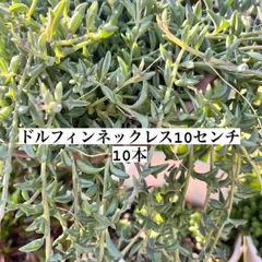 〜多肉植物カット苗〜ドルフィンネックレス