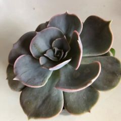 多肉植物　リナシナ