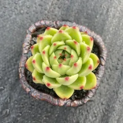 多肉植物　覆輪♥フローレンス錦　カット苗　ネコポス発送 多肉植物 ミルキープリンス錦 カット苗 ネコポス発送（最新 楽天