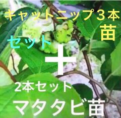マタタビ　挿し木苗　チビ苗ポットごと　２本入り× 35＋おまけ5セット￼ マタタビ 挿し木苗 チビ苗ポットごと 2本入り× 35＋おまけ5
