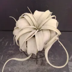 ご*ん様 チランジア22種 まとめ売り お買い得セット(メルカリ便にてお届けしま チランジア22種 まとめ売り お買い得セット 1品種追加しました