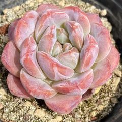 ピーチエッグ QS1041×18鉢 抜き苗 多肉植物 エケベリア サボテン