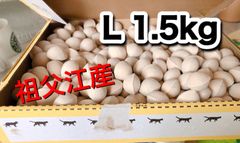 愛知県祖父江産　銀杏　L 1.5kg