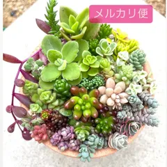 多肉・コスモス錦・新品種・希少・レア・抜き苗 【公式通販】