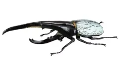 1/1 ヘラクレスオオカブト ver2.0 2点 スタジオソータ「1/1 ヘラクレスオオカブト ver2.0」再販決定！(特典