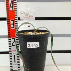 2945 「裸子植物」ウェルウィッチア　ミラビリス　植え【発根・奇想天外・Welwitschia mirabilis・購入でパキプス種子プレゼント】