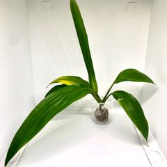 《発根済み》ティーリーフ トップカット苗 ハワイアン