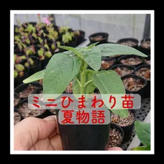 2024年最新】ミニひまわり 苗の人気アイテム - メルカリ