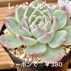 レッドベルベット 多肉植物 多肉 ジャム 🍓