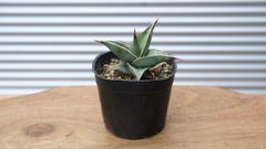 【観葉植物】サンセベリア　ピングイキュラ　3.5号