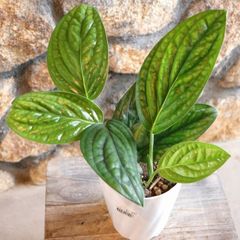モンステラ ジェイドシャトルコック 4号鉢 【1鉢販売】 観葉植物 お洒落 おしゃれ 可愛い かわいい カッコイイ インテリア 人気 苗 初心者 希少