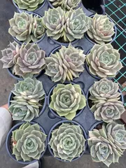 ベ*コ様 C2040×35株 ジプシー錦 抜き苗 多肉植物 エケベリア サボテン ベ*コ様 C2040×35株 ジプシー錦 抜き苗 多肉植物 エケベリア