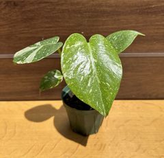 【星屑の斑】⑥ モンステラ デリシオーサ タイコンステレーション 3号 観葉植物 斑入り レア品種 インテリア ①