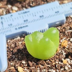 稀少　コンゴ大結晶　アメジストクラスター　天然石　開運　置物　原石 稀少 コンゴ大結晶 アメジストクラスター 2.5Kg天然石 玄関開運