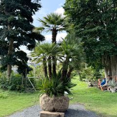 巨大チャメロップス　引き取り限定 巨大チャメロップス 引き取り限定 - メルカリ