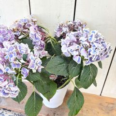 あじさいピルニッツ5号鉢来季用①