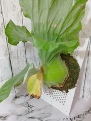 【 大株 】ビカクシダ (コウモリラン)  エレファントティス  Platycerium elephantotis