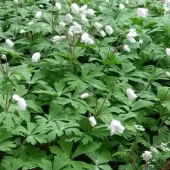 2026年最新】yamasodachiの人気アイテム - メルカリ