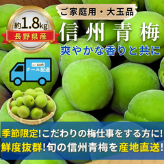 信州青梅 ～爽やかな香りと共に～【内容量】約1.8kg【配送方法】クール配送【サイズ】L以上【品目】梅（うめ）【品種】当店お任せ【産地】長野県【規格】ご家庭用A品B品混合【詰め方】 バラ詰め【配送までの日数】1～4日