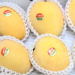【予約商品】沖縄県産　金蜜マンゴー　2キロ　優品　5から8玉　【7月頃発送】