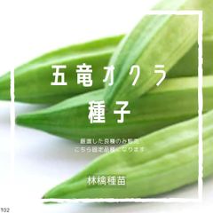 T02 家庭菜園でおすすめ品種　五竜オクラの種　固定種 野菜の種　貴重な累代自家採種！ここが他とは違います！ 送料込