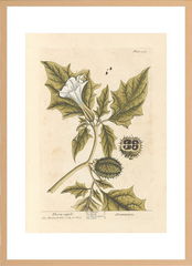 世界の名画 100年前 アートポスター ボタニカル 植物 果物 ハーブ ヴォイニッチ手稿 絵画 おしゃれ レトロ ポップ インテリア フレームなし （A3サイズ）（ポスターのみ）