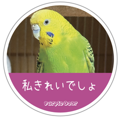 送料無料　セキセイインコ　インコ「インコ　私きれいでしょ　ステッカー」（約６０ｍｍ×約６０ｍｍ）