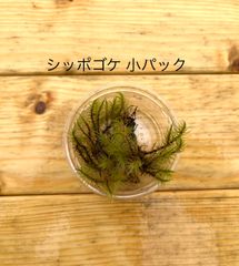 栽培もの シッポゴケ 小パック　有福MOSS