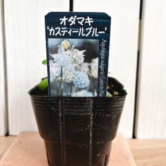 優しい色♡オダマキ　カスティールブルー（西洋オダマキ）
