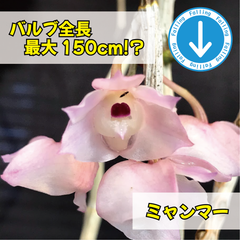 洋蘭 Den linguiella バルブ全長最大150cm！！ワイルドだぜ～