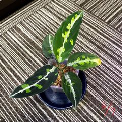 アグラオネマ　ピクタム　Aglaonema pictum "ちゃんぷーる" BNN  from Sibolga timur AZ1020-3d