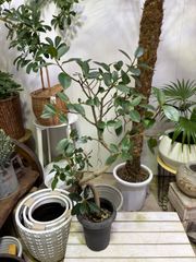 フランスゴム　曲がり　6号　可愛い　観葉植物　フィカス　ゴムの木　オシャレ　インテリア　グリーン