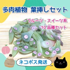 2025年最新】チーズ 多肉植物の人気アイテム - メルカリ 2025年最新】チーズ 多肉植物の人気アイテム - メルカリ