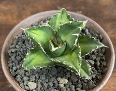 Agave /アガベ チタノタ 福建白鯨 ソーラーエクリプス 強棘 発根剤み 送料込み