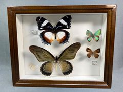 ハガタムラサキ　ザルモクシスアゲハ等　蝶の標本　4頭