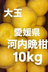 愛媛県産　大玉　宇和ゴールド　河内晩柑　柑橘　10kg