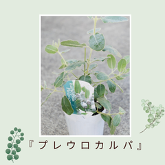 ユーカリ：プレウロカルパ（3.5号）矮性ユーカリ　人気のシルバーリーフ　鉢植え　庭木　シンボルツリー　オージプランツ