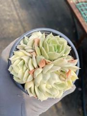16株の抜き苗セット】ピンクウィッチ(多頭） 多肉植物 佐川急便