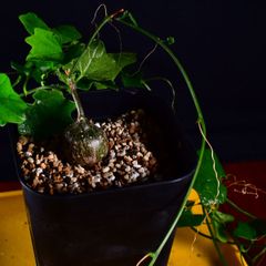 3UA 実生 キクランテロプシス・パルビフローラ Cyclantheropsis parviflora コーデックス 塊根植物 プレステラ90 キクランテロプシスパルビフローラ
