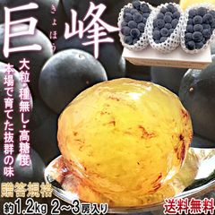 【予約：8/1～8/30予定】巨峰 大粒ぶどう 約1.2kg 2～3房入り 山梨県・長野県産 贈答規格 本場で育てた濃厚な味と豊富な栄養！甘み豊かな種無し葡萄