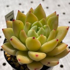 ココシャネル　多肉植物　エケベリア　韓国苗